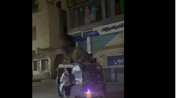 Egyptian tuk-tuk with camels sparks chatter