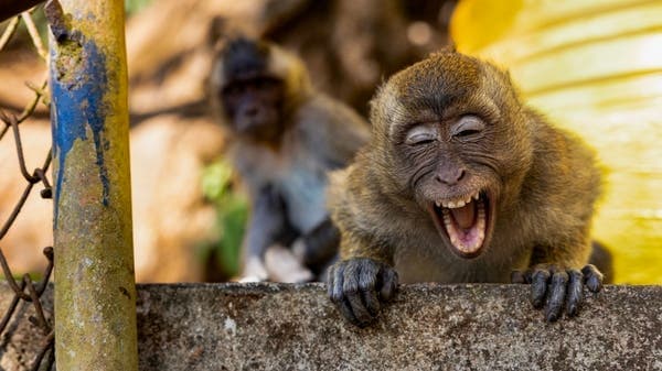Study uncovers human-like traits in monkeys