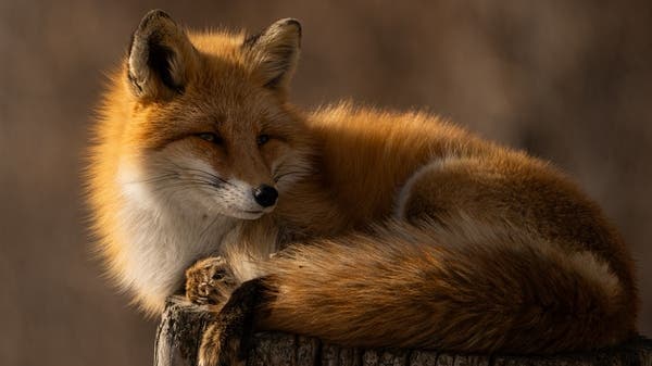 Foxes Roam Fayoum Streets Causing Concern