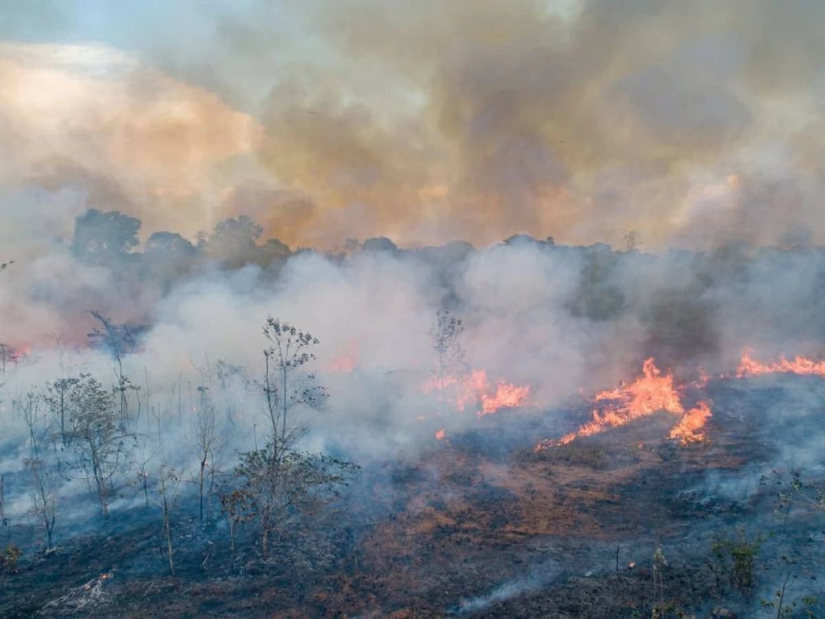 Amazon fires reach 40-year low