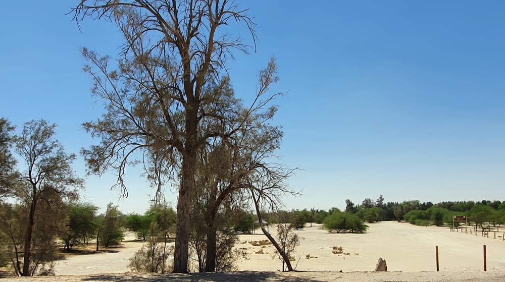 Al-Ahsa oasis misses tree planting goal